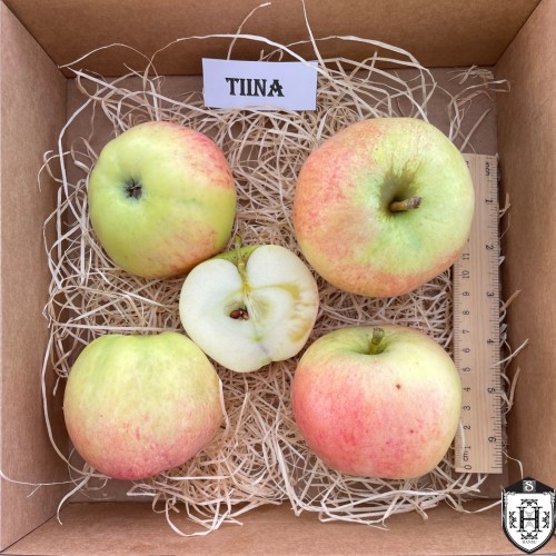 Malus domestica 'Tiina' - Õunapuu 'Tiina' C7/7L